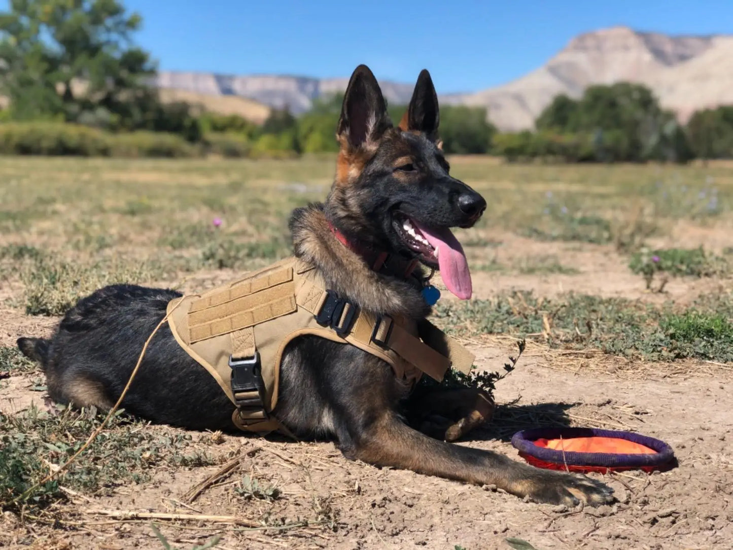 Tactical Dog Harness with MOLLE, Quick-Release, and Dual Leash Clips